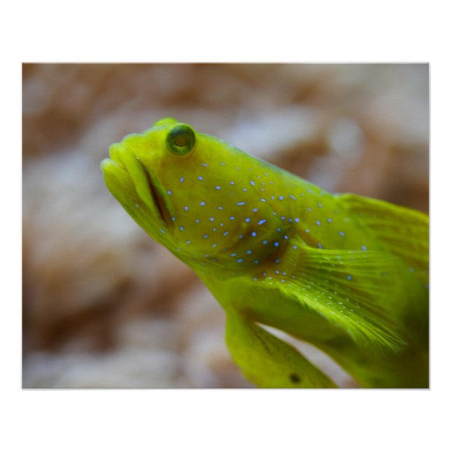 Pôster Cinctus de Cryptocentrus (Frente)