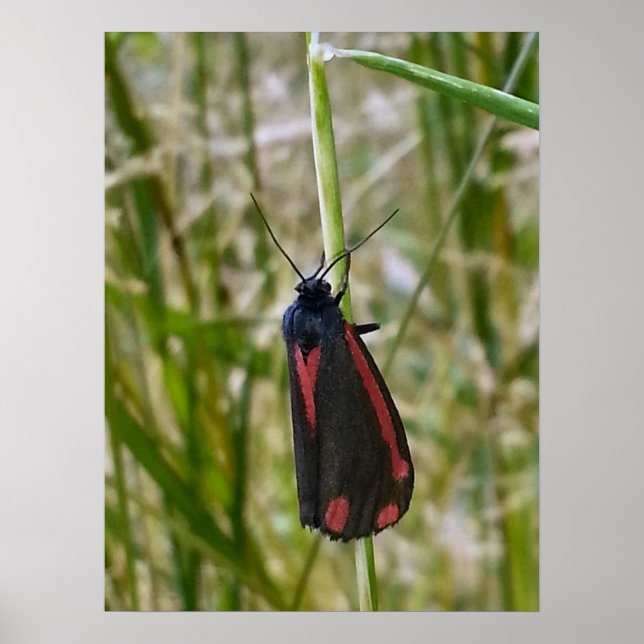 Poster Cinnabar Moth (Frente)