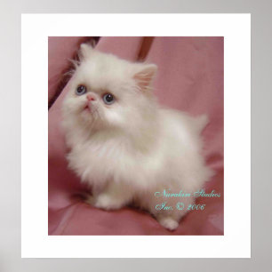 POSTER CINTILAÇÃO POUCA ESTRELA