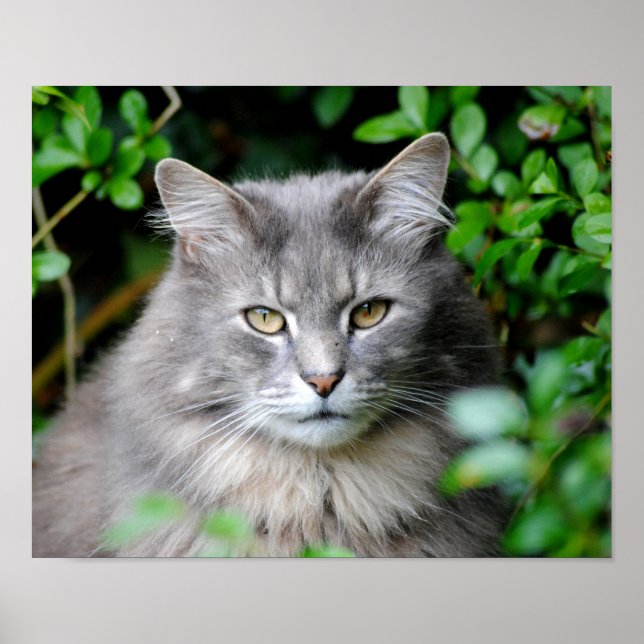 Poster Cinza (Frente)