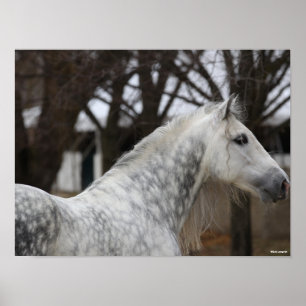 Poster Cinza Andalucian Stallion Captura