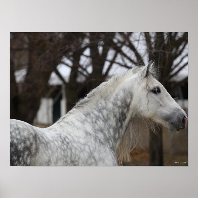 Poster Cinza Andalucian Stallion Captura (Frente)