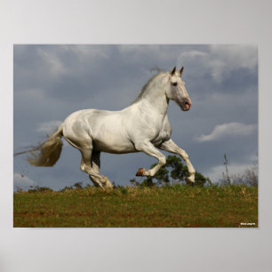 Poster Cinza Andalucian Stallion Correndo contra Sky