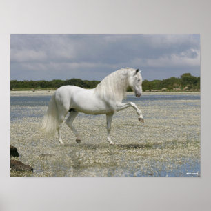 Poster Cinza Andaluciano Stallion Em Lago