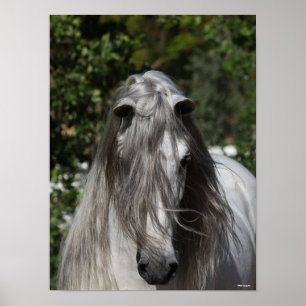Poster Cinza Andaluciano Stallion Headshot Long Mane