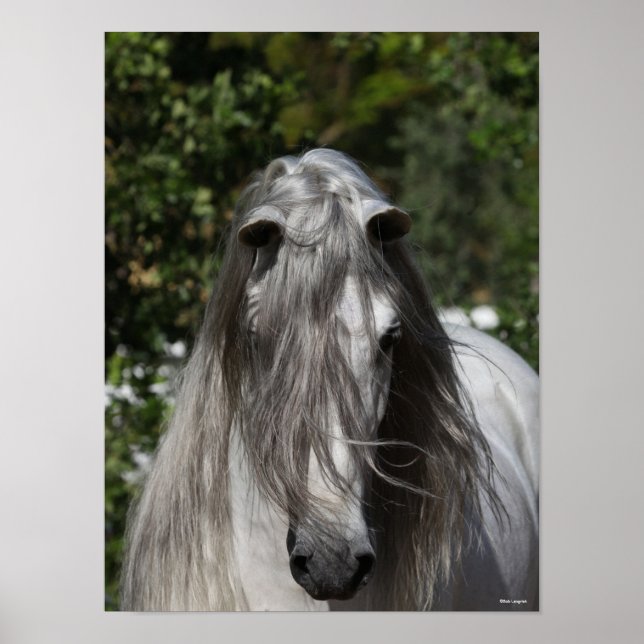 Poster Cinza Andaluciano Stallion Headshot Long Mane (Frente)
