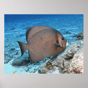 Poster Cinza Angelfish