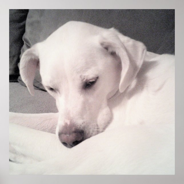 Poster Cinza Branca De Cães Com Sono Bonito (Frente)