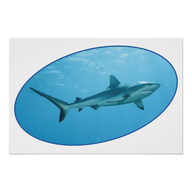 Pôster Cinza de tubarão-frade, ilha Yap - design fotográf (Frente)