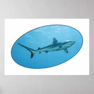 Poster Cinza de tubarão-frade, ilha Yap - design fotográf