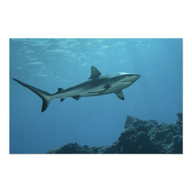 Pôster Cinza de tubarão-frade no recife de coral da ilha  (Frente)