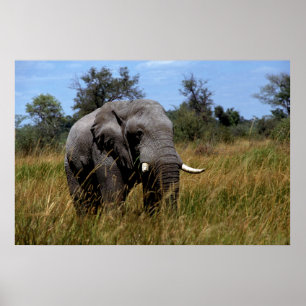 Poster Cinza Elefant Grasslands