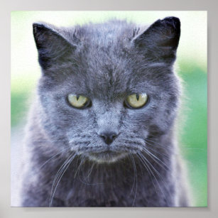 Poster Cinza Feral Cat