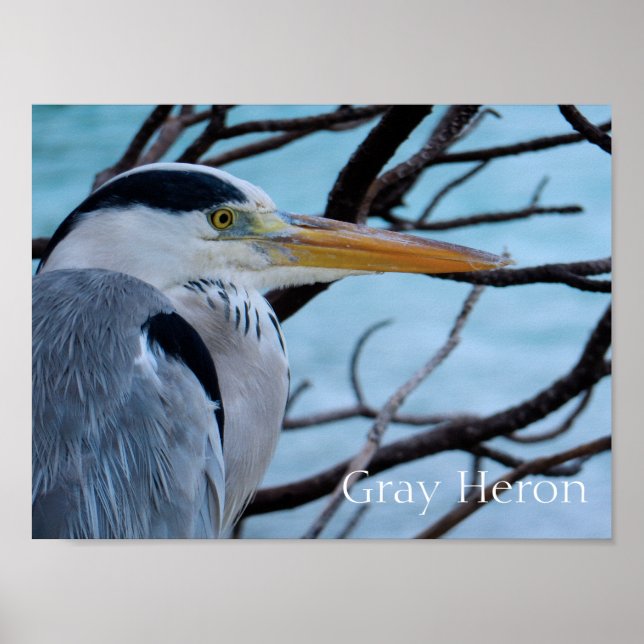 Poster Cinza Heron (Frente)