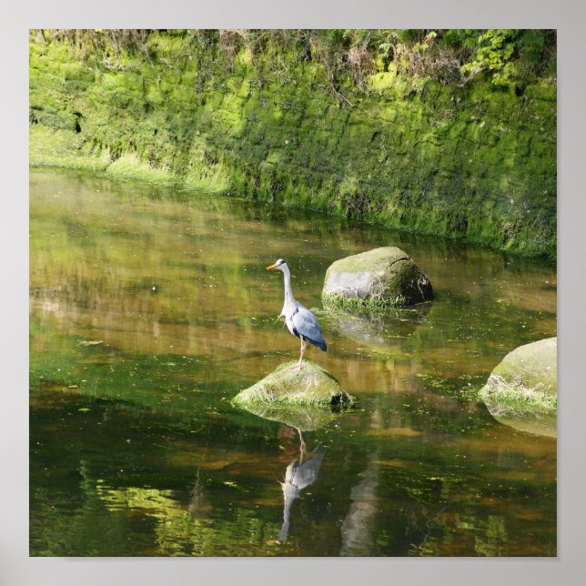 Pôster Cinza Heron num rio em Warkworth Northumberland (Frente)