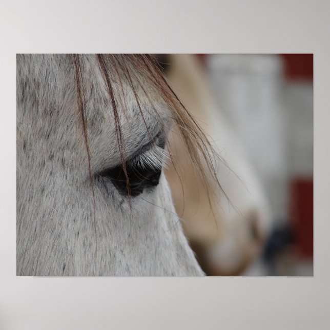 Poster Cinza Horse (Frente)