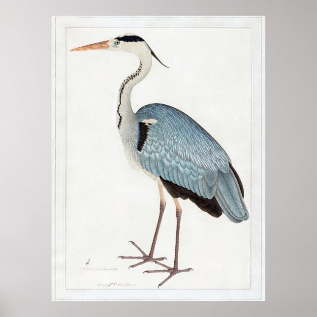 Poster Cinza indiana Heron (1780-1782) por Ram Das (Frente)