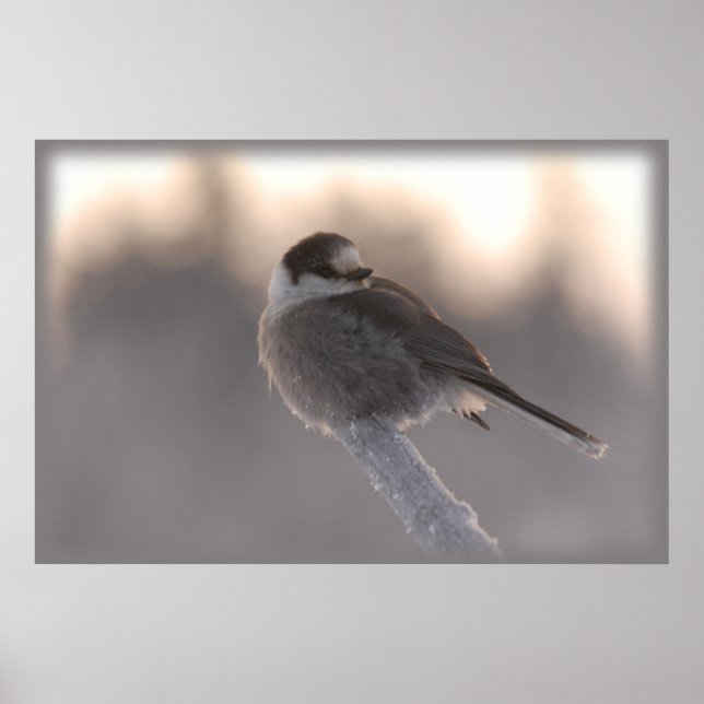 Pôster cinza jay 2 (Frente)