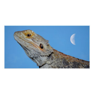 Pôster Cinza Lizard e meia lua