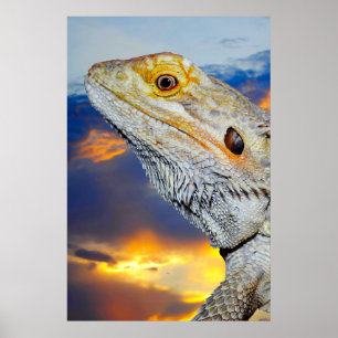 Poster Cinza Lizard no pôr do sol