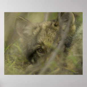 Poster Cinza lobo (Canis lupus), sozinho, escondido em