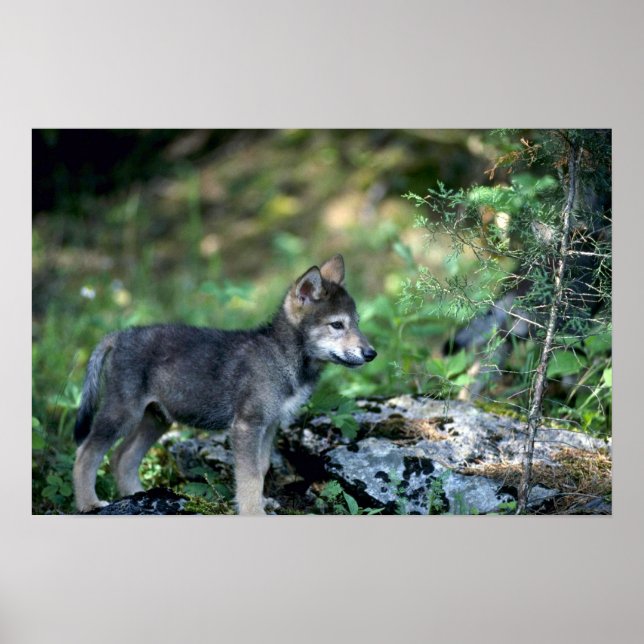 Pôster Cinza Lobo-pequeno em bosques verdes (Frente)
