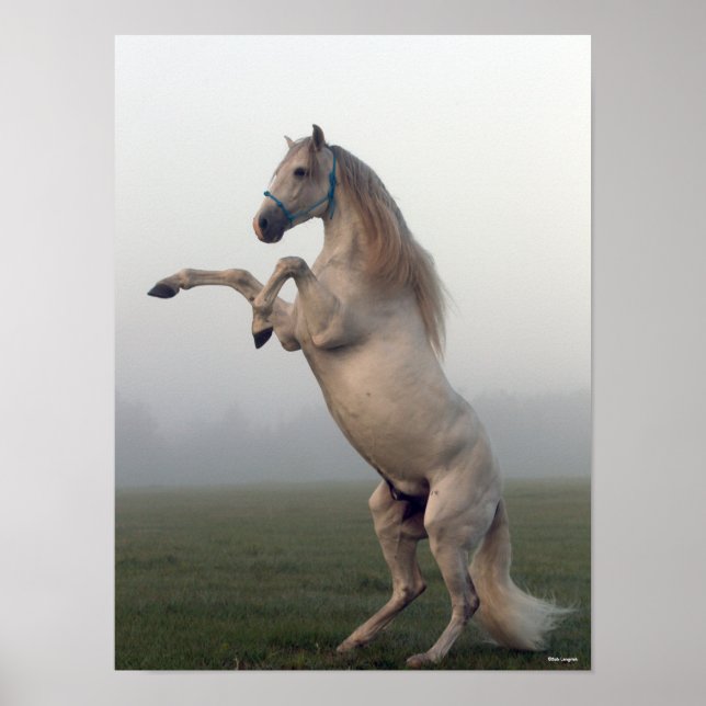 Poster Cinza Lusitano Stallion Rearing In Mist (Frente)
