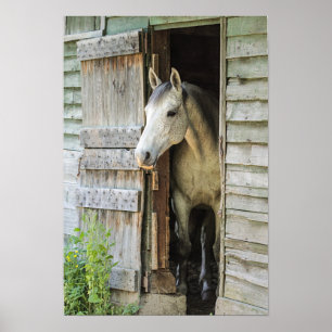 Poster Cinza Mare Horse & Barn