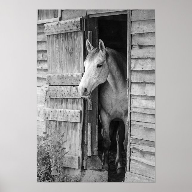 Poster Cinza Mare Horse & Barn (Frente)