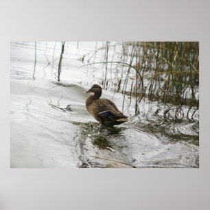 Poster Cinza se abaixa no lago escuro