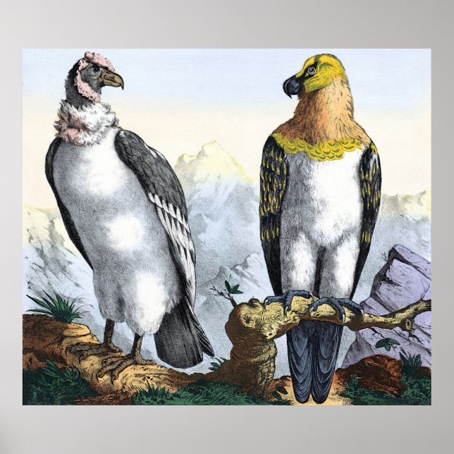 Poster Cinza White Condor Yellow Black Eagle (Frente)
