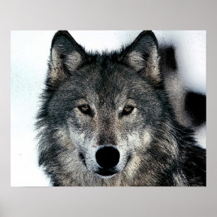 Poster Cinza Wolf
