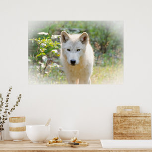Poster Cinza Wolf, Animal