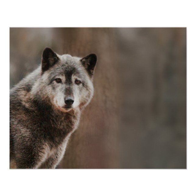 Pôster Cinza Wolf Glossy (Frente)