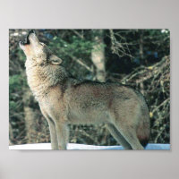 Cinza Wolf howling