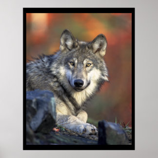 Poster Cinza Wolf Lovers