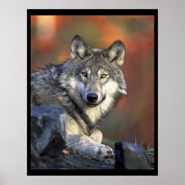 Poster Cinza Wolf Lovers (Frente)