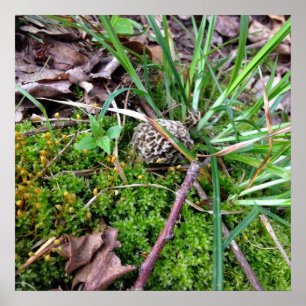 Poster cinzento do Morel