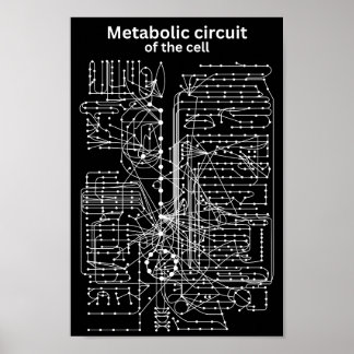 Poster Circuito metabólico da célula