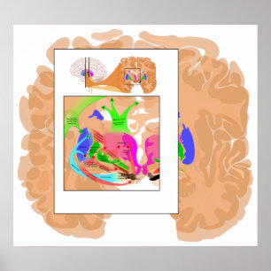 Pôster Circuitos de Basal Ganglia Parte do Gráfico Cerebr