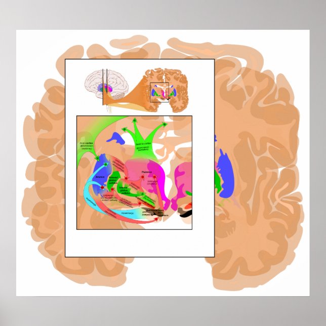 Pôster Circuitos de Basal Ganglia Parte do Gráfico Cerebr (Frente)