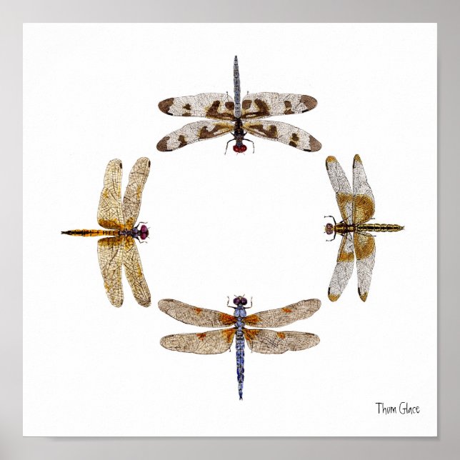 PÔSTER CÍRCULO DE GONIFICAÇÕES (Frente)