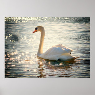Poster Cisne