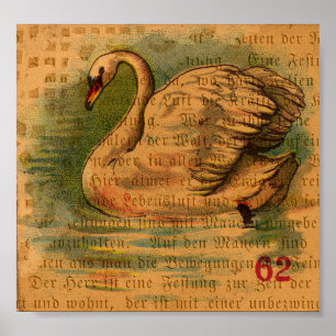 Pôster Cisne