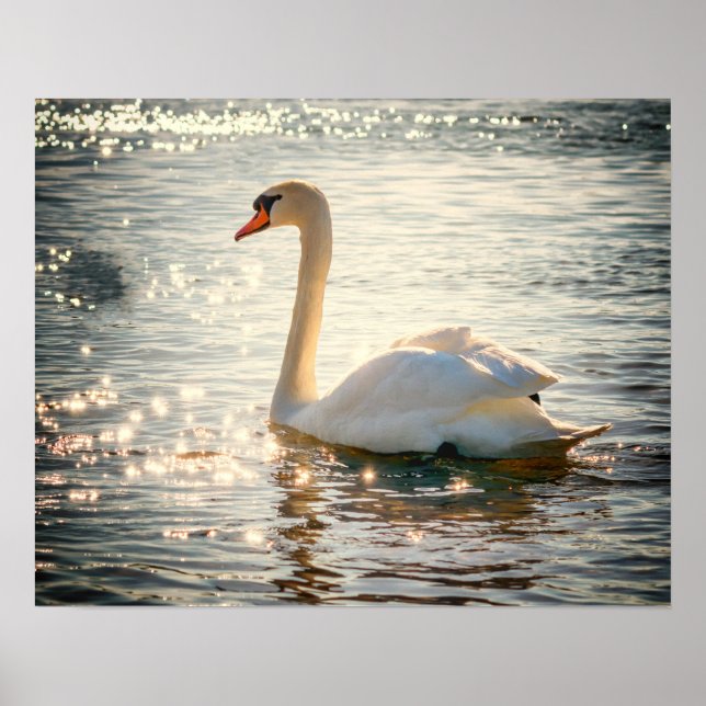 Poster Cisne (Frente)