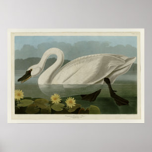 Poster Cisne americana comum