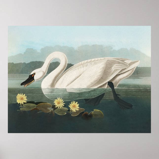 Poster cisne audubon ave branca cisnes água (Frente)