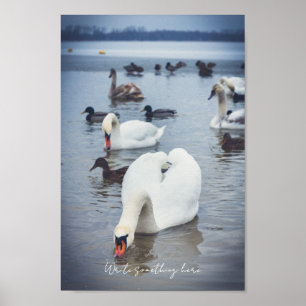 Poster Cisne branco