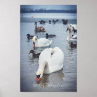 Cisne branco 