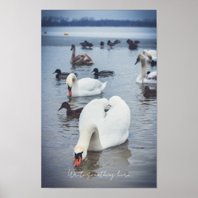 Poster Cisne branco  (Frente)
